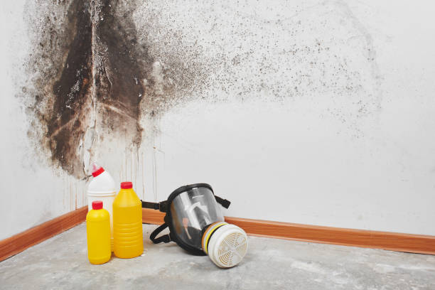 Best Mold Removal Process  in Delta, OH