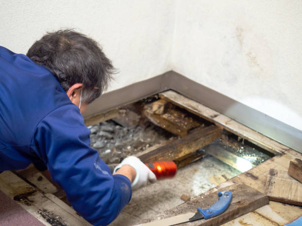 Best Attic Mold Removal  in Delta, OH