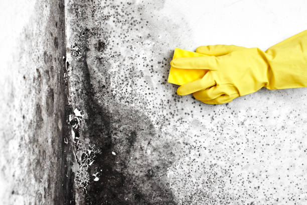 Best Mold Cleaning Services  in Delta, OH