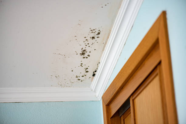 Mold Removal Process in Delta, OH