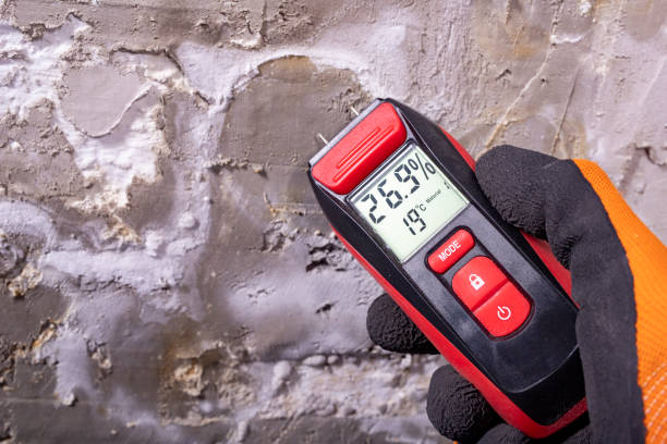 Best Black Mold Removal  in Delta, OH
