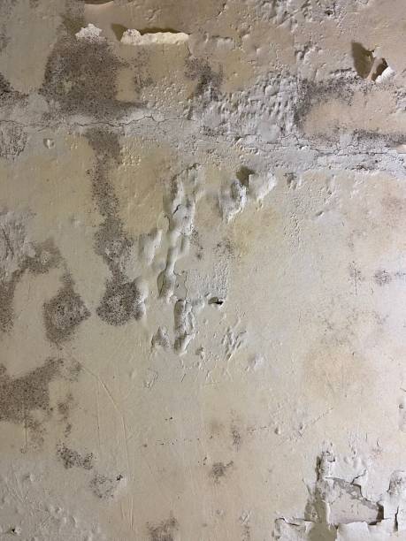 Best Mold Remediation  in Delta, OH