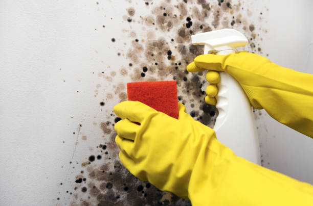 Best Mold Testing and Removal  in Delta, OH