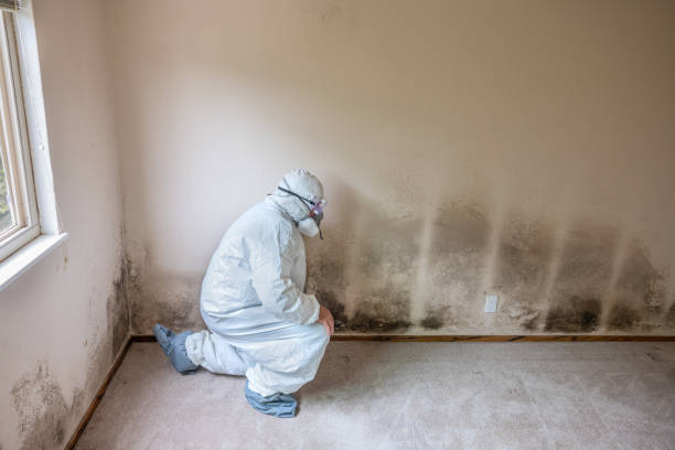 Best Certified Mold Removal  in Delta, OH
