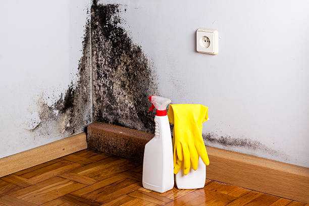Best Office Mold Removal Services  in Delta, OH