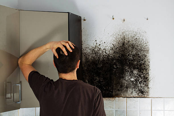 Mold Testing and Removal in Delta, OH