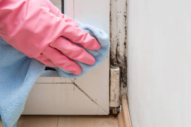 Best Mold Damage Repair  in Delta, OH